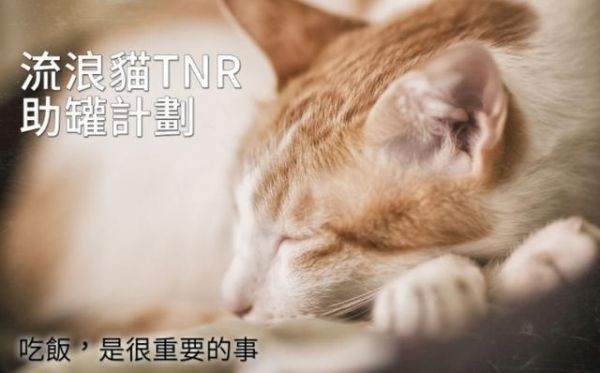 如何将一只流浪猫拐回家？做好这3点准备就可以实施啦