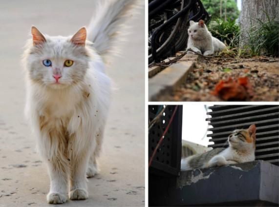如何将一只流浪猫拐回家？做好这3点准备就可以实施啦