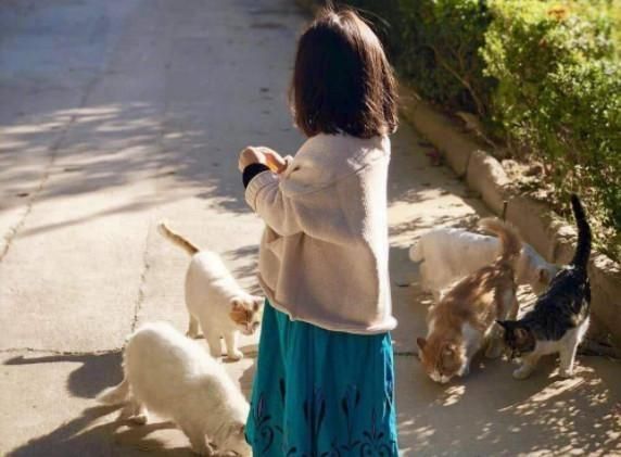 如何将一只流浪猫拐回家？做好这3点准备就可以实施啦
