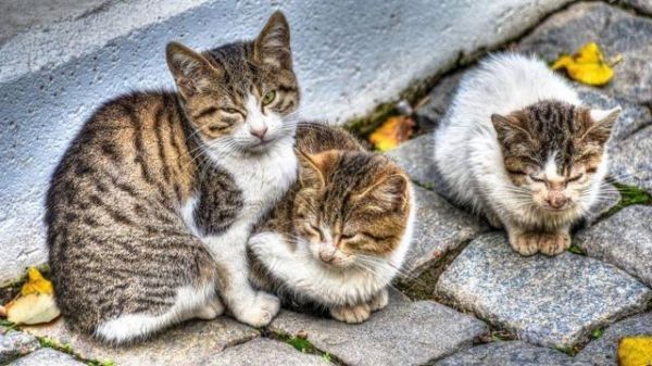 如何将一只流浪猫拐回家？做好这3点准备就可以实施啦