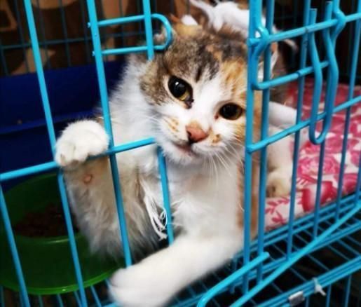 如何将一只流浪猫拐回家？做好这3点准备就可以实施啦