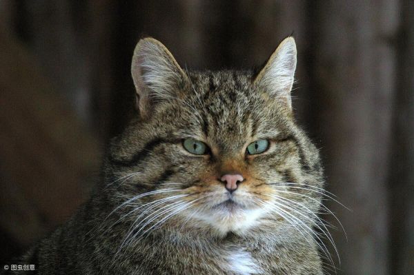 家里猫总带野猫回家怎么办？正确驱赶野猫的方法