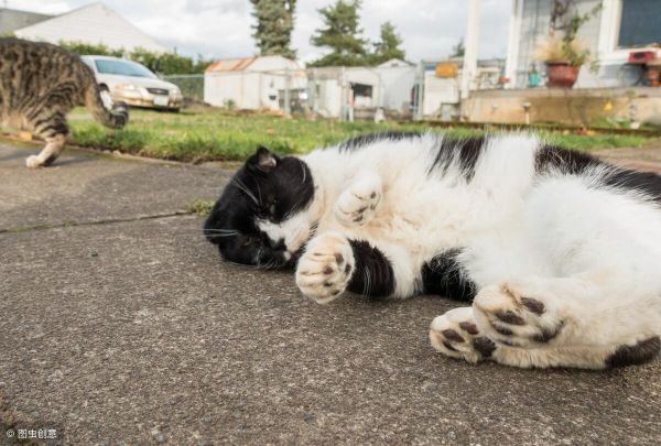 家里猫总带野猫回家怎么办？正确驱赶野猫的方法