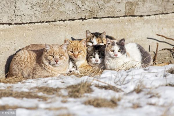 家里猫总带野猫回家怎么办？正确驱赶野猫的方法