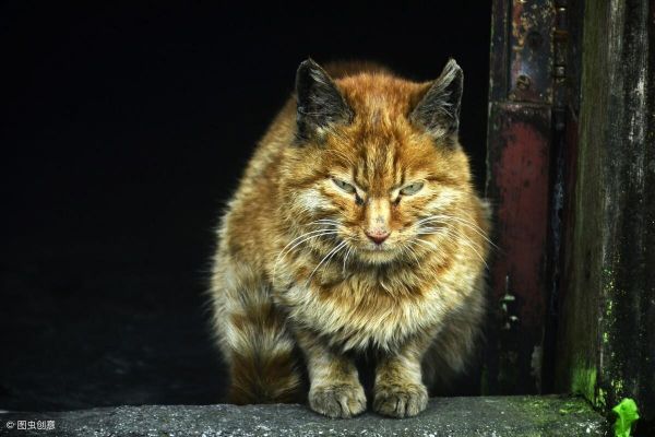 家里猫总带野猫回家怎么办？正确驱赶野猫的方法
