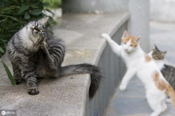家里猫总带野猫回家怎么办？正确驱赶野猫的方法
