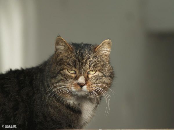 家里猫总带野猫回家怎么办？正确驱赶野猫的方法