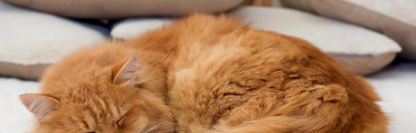 宠物猫突然四肢无力，警惕这些症状（以我的经历为例）