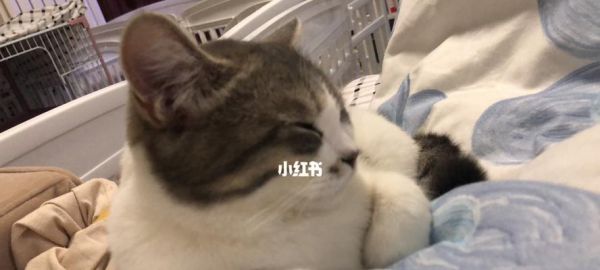宠物猫突然四肢无力，警惕这些症状（以我的经历为例）