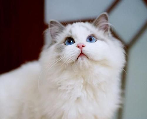 探秘一千多只布偶猫的世界（宠物世界的明星）