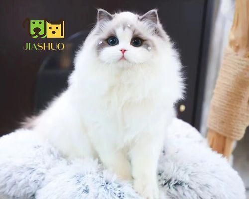 探秘一千多只布偶猫的世界（宠物世界的明星）