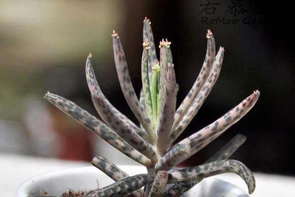 多肉植物棒叶不死鸟的养护管理方法