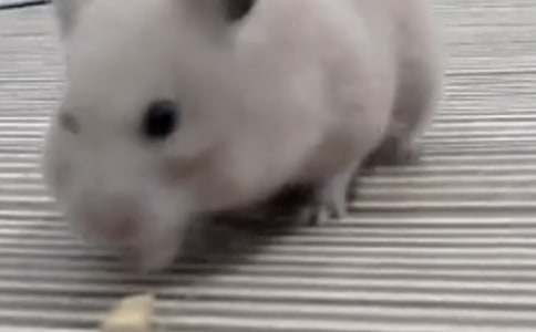 关于仓鼠观察日记7篇