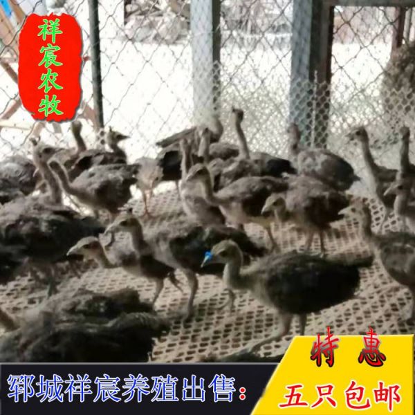 哪里买孔雀,孔雀种类齐全祥宸养殖场