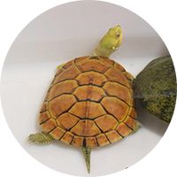 水龟社区