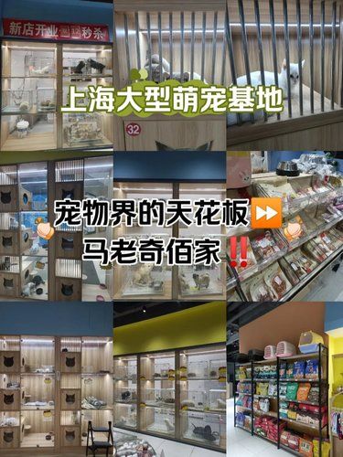 宠物界的天花板⏩马老奇佰家‼️
