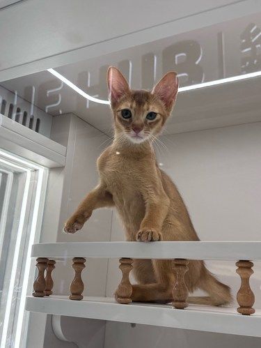 买猫咪用品赠送猫咪，看了一眼用品还挺齐的