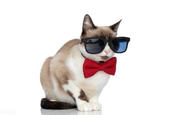 猫鼻支吃阿莫西林可以吗?猫咪呼吸道感染治疗方法