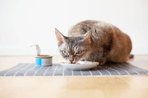 猫鼻支吃阿莫西林可以吗?猫咪呼吸道感染治疗方法