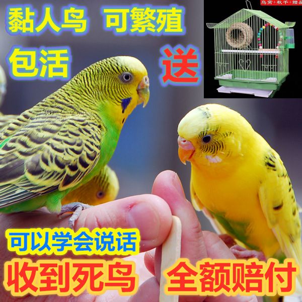 宠物鸟活物鹦鹉活体粮会说话幼虎皮黄化云斑手养玄凤鹦鹉活鸟活体