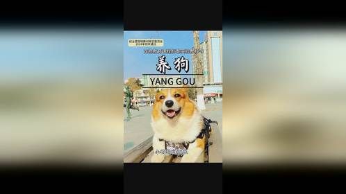 关于小狗的一本书