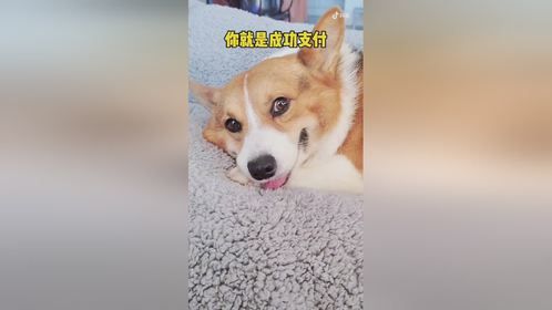快来当我的“成功支付”，不限名额喔！！