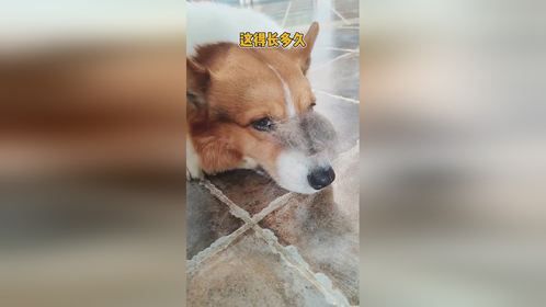 柯基：妈妈说今晚掉的毛，明天就会长出来，不知道他有没有骗我！