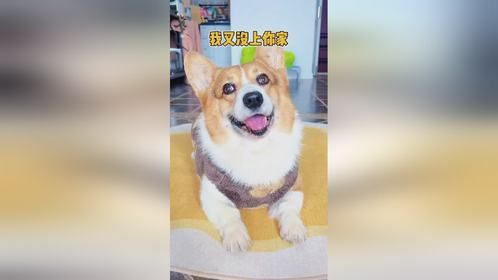小狗都不乐意了！