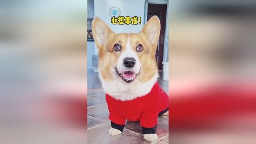 刷走的快回来！记得谢谢小狗噢！