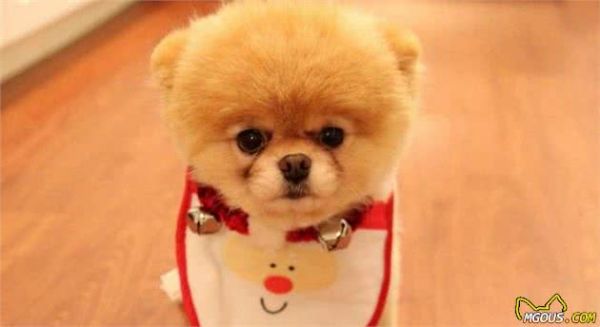 饲养幼犬的5个小技巧，特别第三点要注意啦
