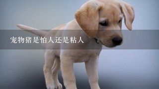 宠物猪是怕人还是粘人
