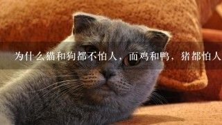 为什么猫和狗都不怕人，而鸡和鸭，猪都怕人