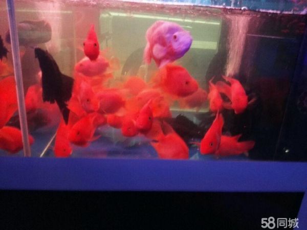 吴中区郭巷东方商城鱼乐天地水族馆·苏州出售观赏鱼，专业锦鲤鱼池清洗，鱼缸清洗。包年养护