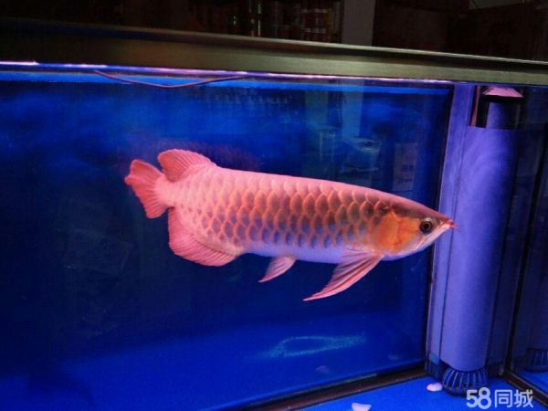 吴中区郭巷东方商城鱼乐天地水族馆·观赏鱼出售，苏州鱼乐天地水族馆 专业鱼池养护，销售