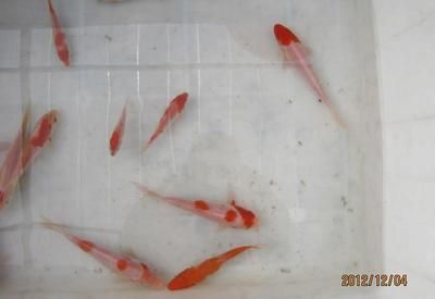 观赏鱼那个鱼最好养（观赏鱼养护秘籍） 红头利鱼 第1张