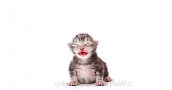 实拍缅因浣熊猫的成长记录，三个月大是最调皮可爱的！