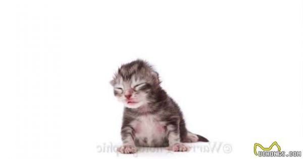 实拍缅因浣熊猫的成长记录，三个月大是最调皮可爱的！