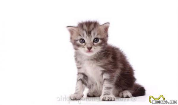 实拍缅因浣熊猫的成长记录，三个月大是最调皮可爱的！