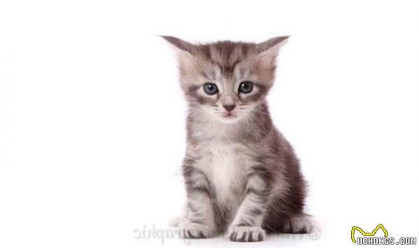实拍缅因浣熊猫的成长记录，三个月大是最调皮可爱的！