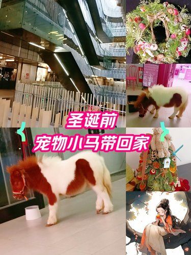 圣诞前｜宠物小马带回家
