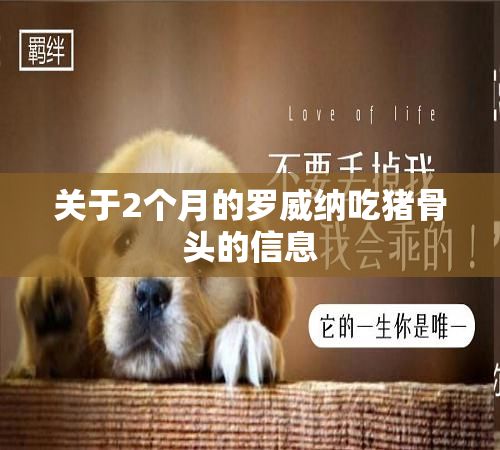 关于2个月的罗威纳吃猪骨头的信息