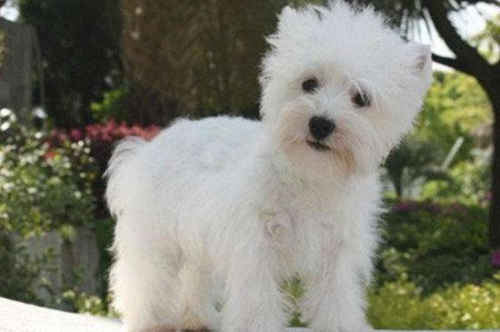 养西高地犬注意事项