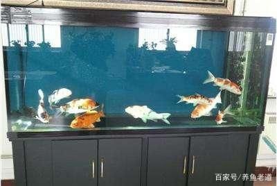 大型锦鲤鱼缸推荐品种：大型锦鲤鱼缸的锦鲤品种 鱼缸 第1张
