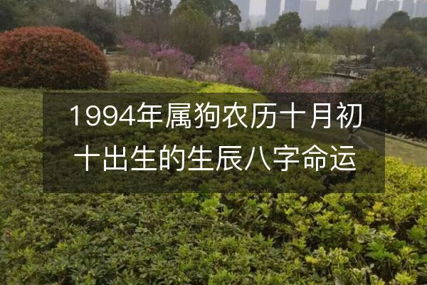 1994年属狗农历十月初十出生的生辰八字命运，感情、性格、事业财运