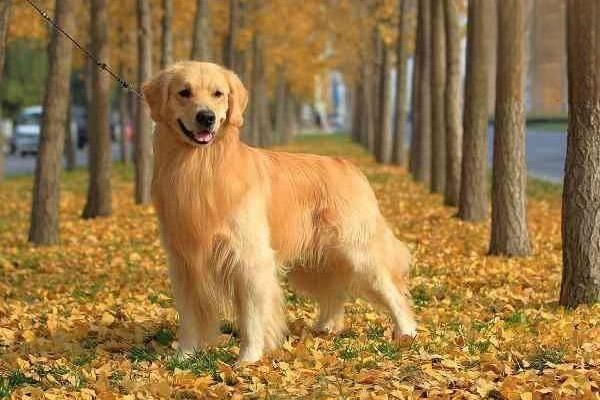 狗狗猫咪口炎的常见原因
