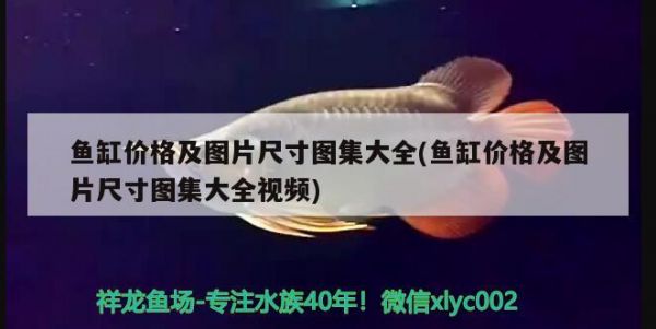 温州水族批发市场在哪里有卖鱼的地方（温州水族批发市场在哪里有卖鱼的地方呀） 养鱼知识 第1张