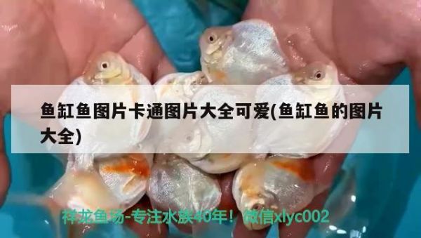 温州水族批发市场在哪里有卖鱼的地方（温州水族批发市场在哪里有卖鱼的地方呀） 养鱼知识 第2张