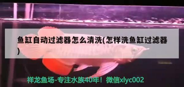温州水族批发市场在哪里有卖鱼的地方（温州水族批发市场在哪里有卖鱼的地方呀） 养鱼知识 第3张