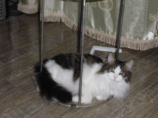 长毛狸花猫和普通狸花猫的区别,狸花猫分几种品种图片