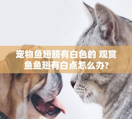 宠物鱼翅膀有白色的 观赏鱼鱼翅有白点怎么办?